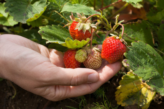 hand with strawberries, closeup