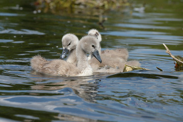 Mute Swan - nestlings