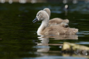 Mute Swan - nestlings