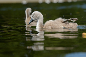 Mute Swan - nestlings