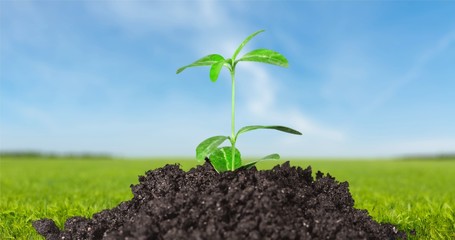 Plant, Growth, Dirt.