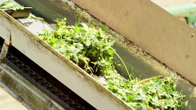 Freshly harvested hops being conveyed