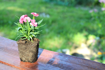 The carnation flower with naked roots taken out from a pot