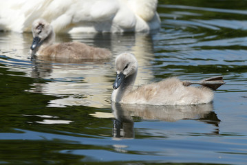 Mute Swan - nestlings