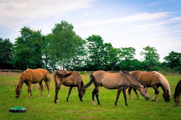 eine Herde Pferde auf der Weide