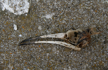 squelette tête d'oiseau