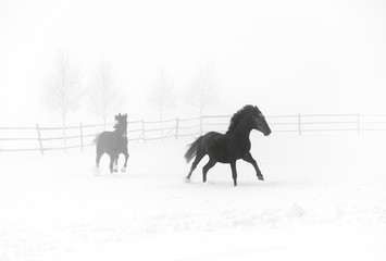 Horses running on a foggy day in winter