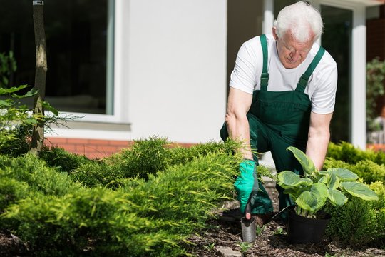 Senior gardener working