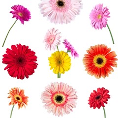 Gerbera Daisy, Flower, Single Flower.