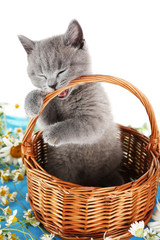 Fototapeta na wymiar Cute gray kitten in wicker basket with chamomiles isolated on white