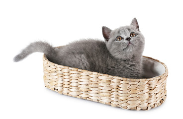 Fototapeta na wymiar Cute gray kitten in wicker basket isolated on white