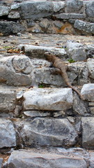 Iguane de Tulum