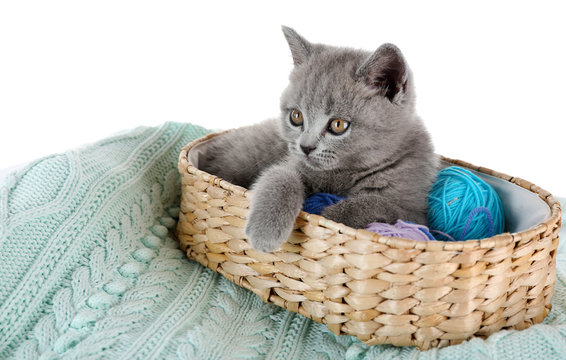 Cute gray kitten in wicker basket with skeins of thread on warm plain isolated on white