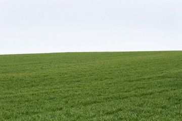 Obraz premium Green Dry Farm Fields
