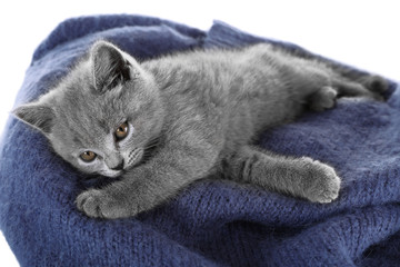 Cute gray kitten on warm plaid, closeup