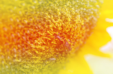 Close up sunflower blooming blur light background