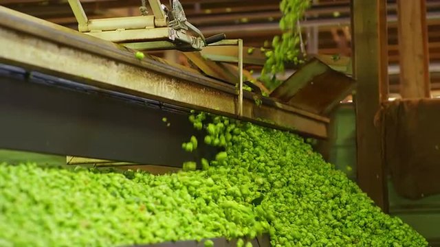 Freshly harvested hops being processed