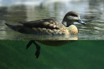 Crested duck (Lophonetta specularioides)