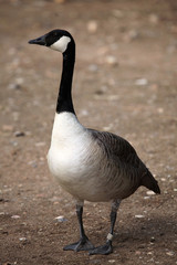 Canada goose (Branta canadensis).