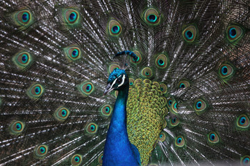 Fototapeta na wymiar Indian peafowl (Pavo cristatus)