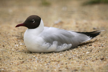 Black-headed gull (Chroicocephalus ridibundus).