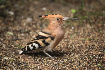 Eurasian hoopoe (Upupa epops).