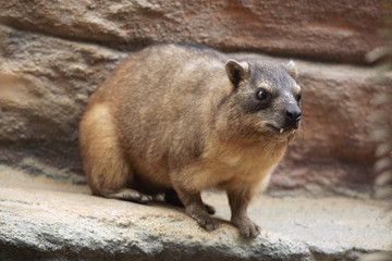 Rock hyrax (Procavia capensis).