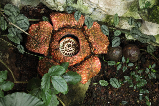Rafflesia.