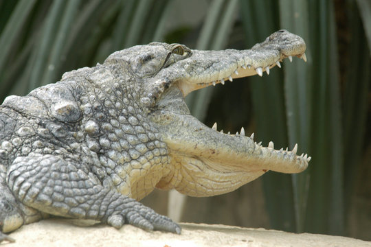 Nile crocodile (Crocodylus niloticus)..