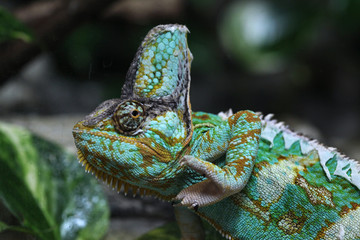 Veiled chameleon (Chamaeleo calyptratus).
