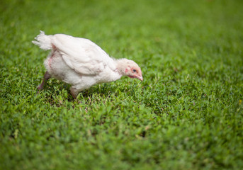free range white chicken feeding in green grass