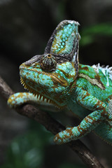 Veiled chameleon (Chamaeleo calyptratus).
