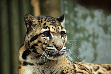Clouded leopard (Neofelis nebulosa).