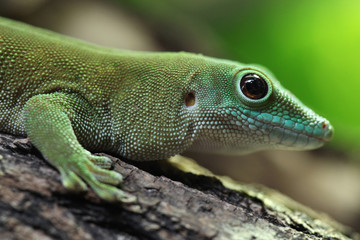 Koch's giant day gecko (Phelsuma madagascariensis kochi).