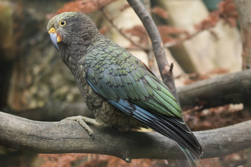 Kea (Nestor notabilis).