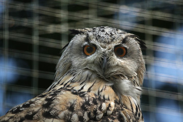 Western Siberian eagle owl (Bubo bubo sibiricus).