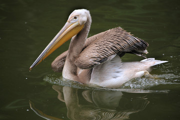 Grey pelican (Pelecanus philippensis).
