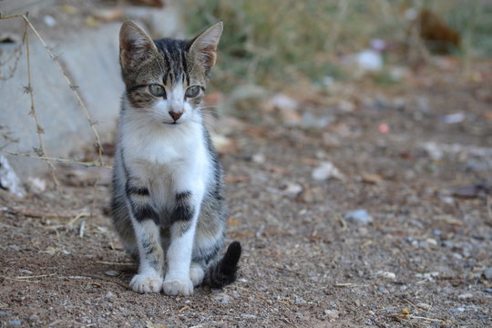 little kitten 