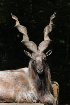 Bukharan markhor (Capra falconeri heptneri).