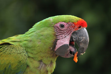 Great green macaw (Ara ambiguus).