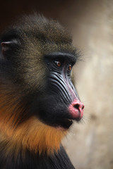 Mandrill (Mandrillus sphinx).