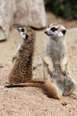 Meerkat (Suricata suricatta), also known as the suricate.