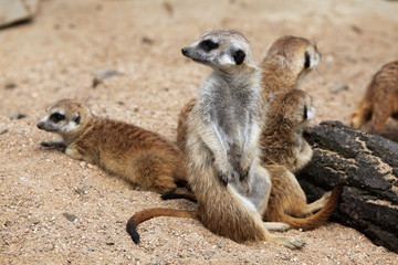 Fototapeta premium Meerkat (Suricata suricatta), also known as the suricate.
