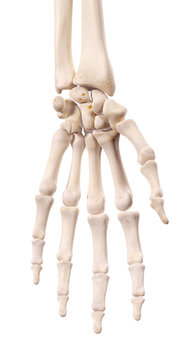 medically accurate illustration of the hand bones
