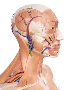 medically accurate illustration of the head anatomy