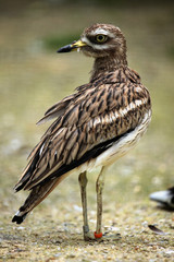 Eurasian stone curlew (Burhinus oedicnemus).