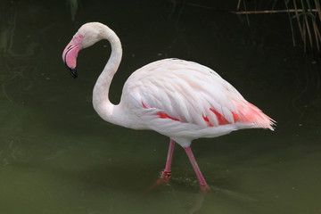 Greater Flamingo (Phoenicopterus roseus).