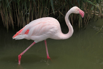 Fototapeta premium Greater Flamingo (Phoenicopterus roseus).