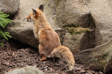 Red fox (Vulpes vulpes).
