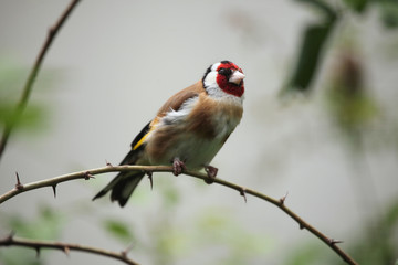 European goldfinch (Carduelis carduelis).